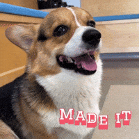 Made It Corgi GIF