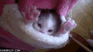 Kittens Pockets GIF