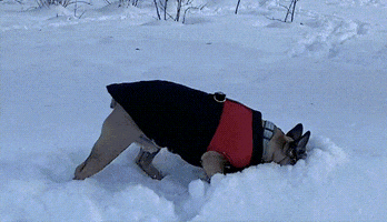 Dog Snow GIF