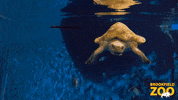 Ocean Turtle GIF by Brookfield Zoo