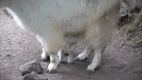 Oregon Zoo Welcomes Newborn Mountain Goat, And He's Already on The Go