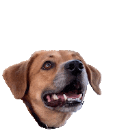 hsbroward dogs puppy walk paw Sticker