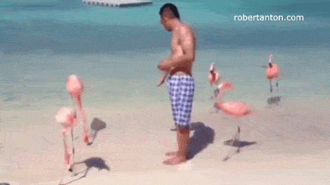 run flamingo GIF