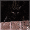 Black Cat GIF by Arrow Video
