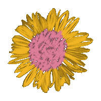 Sunflower Wwl Sticker by Wichita with Love