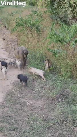 Monkey Rides on Piglet's Back