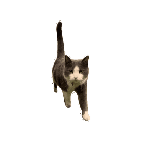 Pattythecat Sticker by RecPro