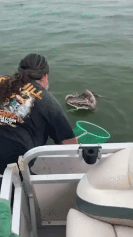 Florida Family Rescues Pelican Hooked in a Discarded Fishing Line