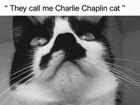 Black And White Cat GIF