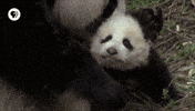 Baby Mom GIF by EARTH A New Wild