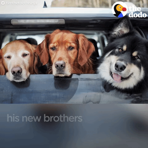 dog GIF by The Dodo