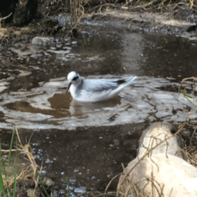 bird GIF
