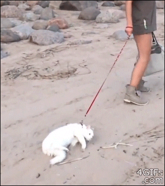 lazy GIF