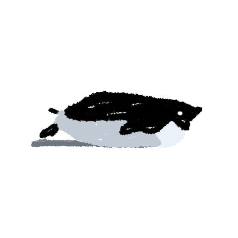 penguin doodle GIF by Studio Dyn