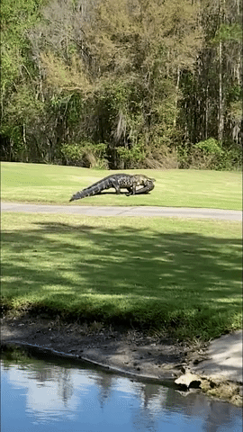 Alligator Spotted With Smaller Gator in its Mouth