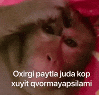 Monkey Uzbek GIF