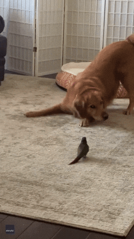 Dog Chasing GIF by Storyful