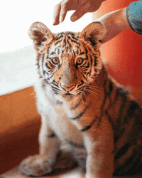 The Lion King Love GIF by David Muniz