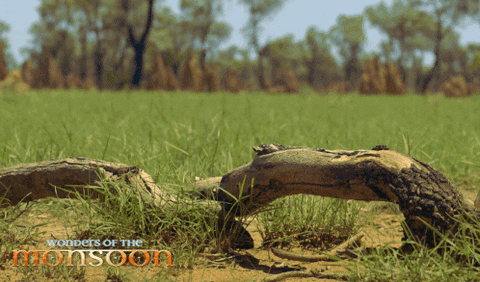 lizard GIF