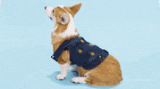 Dog Corgi GIF by The Explainer Studio
