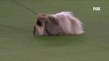 Pequest Wasabi (Pekingese)