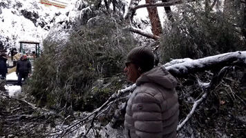 Tree Crashes Down on Playground as Children Play in Rare Roman Snow