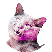 ekekeklunagarcia cat cats funny cat rizz Sticker