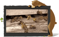 henriapell bar honey bees honig GIF