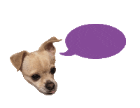 Charlie Chihuahua Sticker