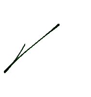 Autografo Sticker by Roberto Carlo