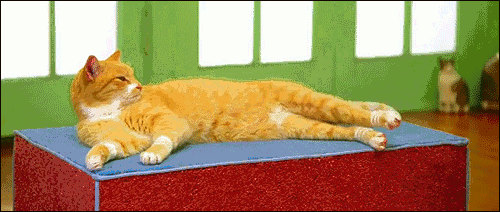 cats fitness GIF