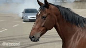 Honda Accord GIF