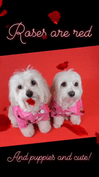 hammyandbrody hammyandbrody GIF