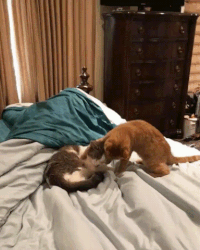 taps GIF