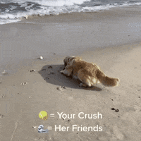 Dogsofinstagram meme crush golden golden retriever GIF