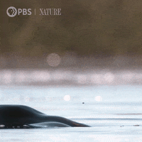 Pbs Nature Wildlife GIF by Nature on PBS