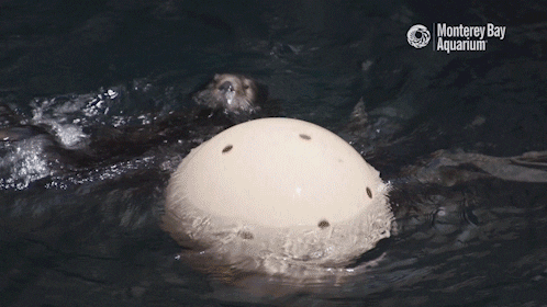 sea otter ball GIF by Monterey Bay Aquarium