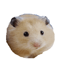 hamster STICKER by imoji