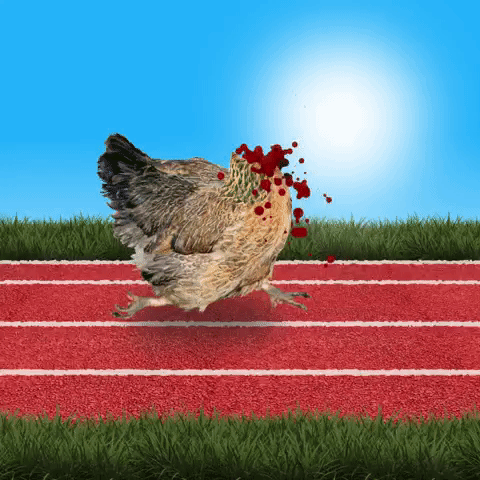 life chicken GIF by KLIKKLAKBAM