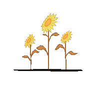 placcky flower yellow sunflower placcky Sticker