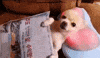 Dog Getting GIF