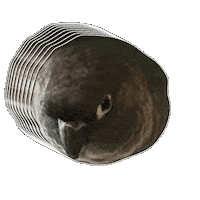 Round Parrot Sticker