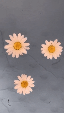 Laurencepayotliveart giphygifmaker GIF