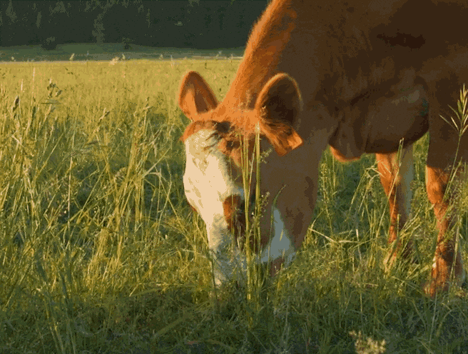 Cow GIF by Organic Valley