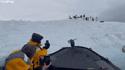 Penguin Takes A Ride On An Antarctic Taxi GIF by ViralHog
