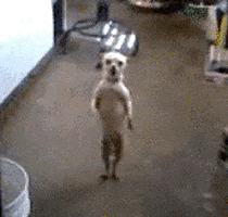 Video gif. A small white dog performs an unusually human dance on its hind legs.
