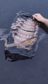 Bg Veo GIF by Aleksey Efremov