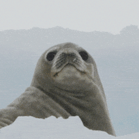 I Told You So What GIF by OceanX