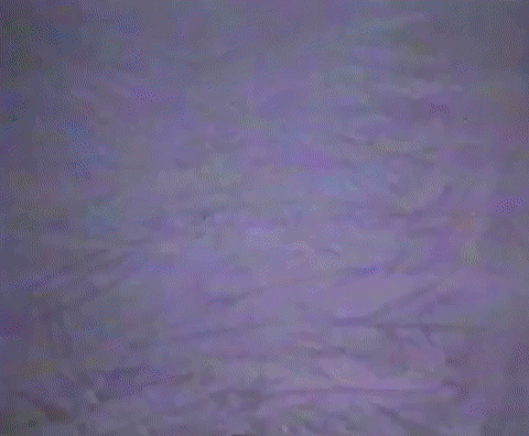 Tell 'Em Hungey Sent Ya