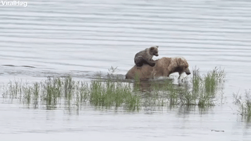 Bear Cub Rides Across River in Style